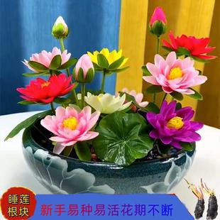 ��˯ɏ���K�����ͺ��͟�˯ɏ��ˮ��ֲ������ˮ�B������ɏ�ɻ����o