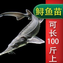 鲟鱼鱼苗鲜活观赏鱼淡水四川水库养殖食用大型冷水鱼好养耐活活物