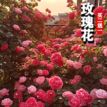 玫瑰花种籽子庭院阳台四季易活盆栽花卉植物易爆盆室内外鲜花种子