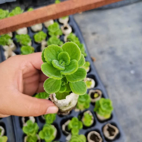 Ароматные горшечные растения с оттенком аромата, зеленые растения с сильным ароматом для гостиной и балкона, репеллент от комаров и насекомых, суккулентные растения с ароматом на ощупь.