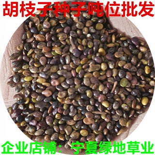 批发灌木美丽胡枝子种子二色胡枝子绿化荆条种子达乌里胡枝子种籽