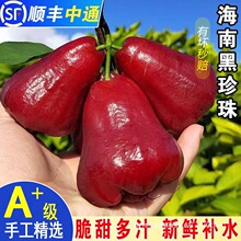 【顺丰可选】正宗黑金刚莲雾果新鲜水果莲雾水果带箱3-5斤包邮