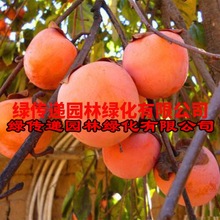 柿子树苗嫁接无核特大柿子日本甜脆柿南方北方种植果树苗当年结果