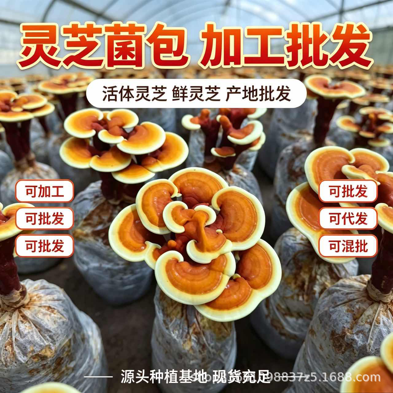Dried Reishi Mushroom Slices Ling Zhi Herbal Tea Traditional Wellness 50g overview