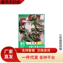 带果车厘子树苗樱桃树苖大樱桃苗南方北方种植水果树果苗当年结果