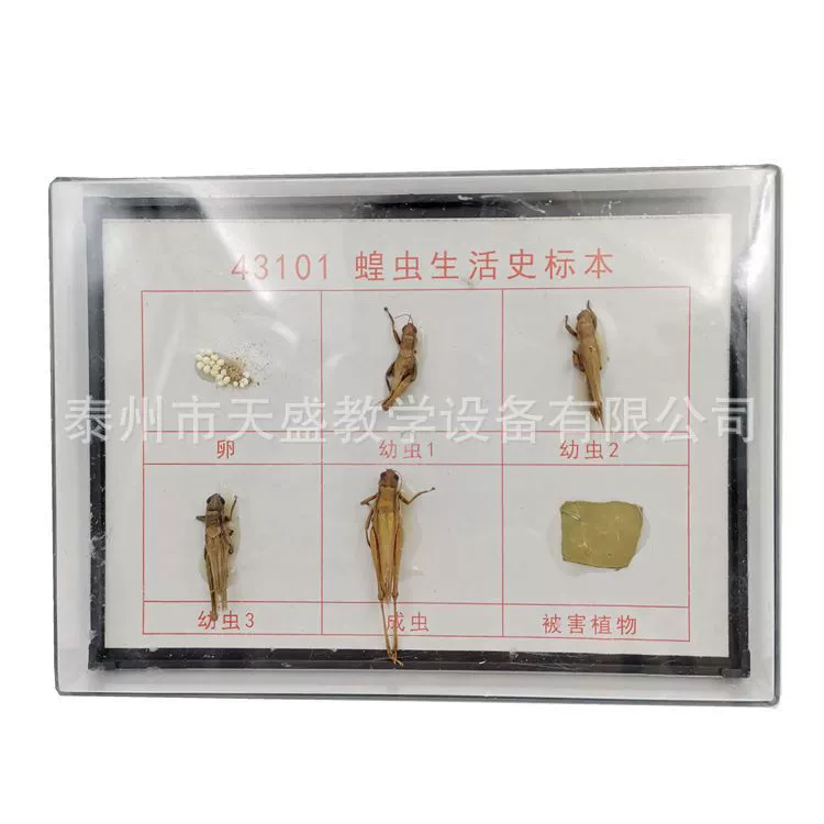 Саранча История жизни образец 43101 младшая средняя школа биологический образец Начальная школа наука Учебная модель учебный инструмент