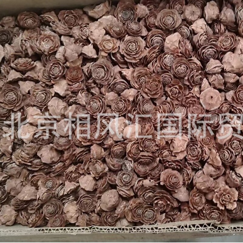 [Wood Rose] Also Known as Cedar Rose, Imported Dried Fruit, Dried Shell Fish Tank Decoration, Natural Plant Home Furnishings