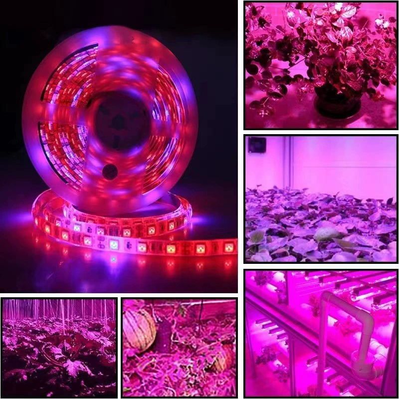LED фитолампа — световая лента для досветки растений, 12V
