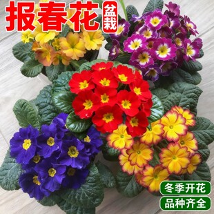 �󴺻����Ԏ�����ӭ�������ͺ��̨ͥԺ���ܻ����Lõ�廨�;G����