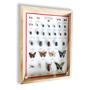 100 Kinds of Real Insect Specimen Frame Agricultural Garden Industry Pest Dry Butterfly Science Teaching Solid Wood Display Frame