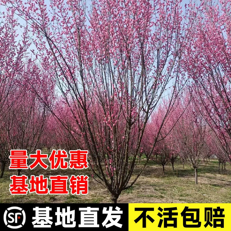 Цельный посадочный материал сливы в горшке для двора, уличный, морозостойкий, зимняя слива, красная слива, зимняя ириска, ароматный бонсай на всю годовую