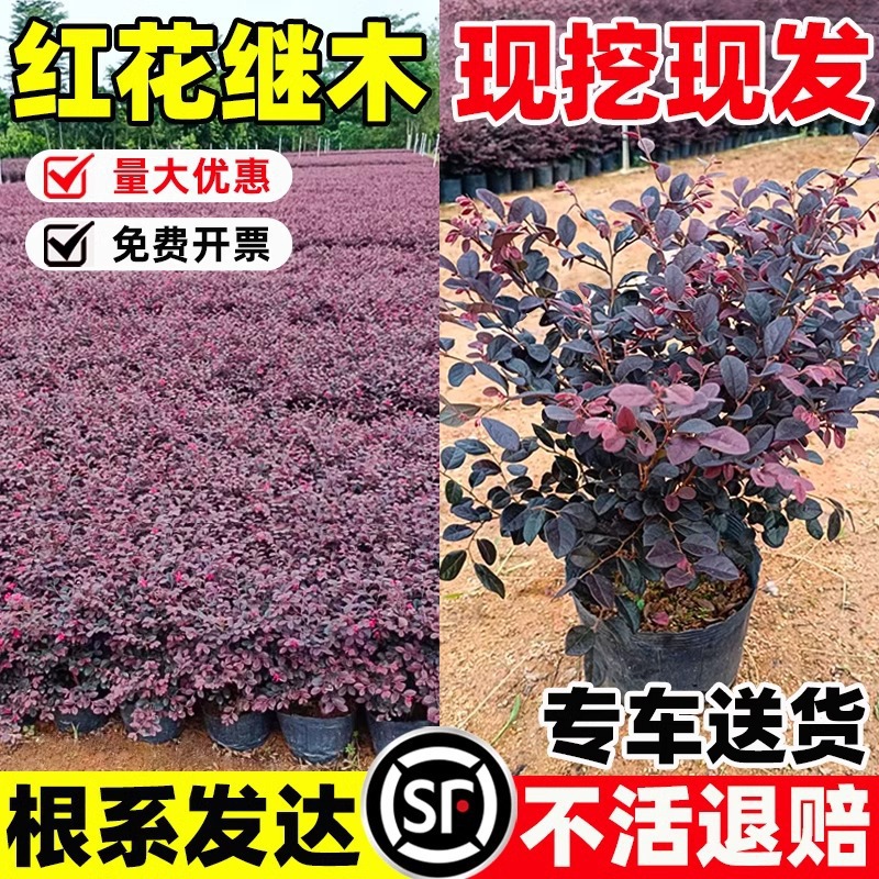 红花檵木地栽苗杯苗耐寒工程苗四季园林绿化球灌木红花继木树苗