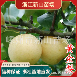 �㽭 �S������ �������� �S���� ������ڷ�Ʒ�N��ľ