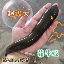 野生吸血蚂蟥水蛭活体新奇宠物可菲牛蛭冻干粉烘干晒干通血管好货