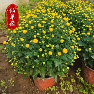 �ջ���ǧ�^�ջ����� �ļ��_�� ��С�����ƹ��С�r�ջ��玧��ֲ��