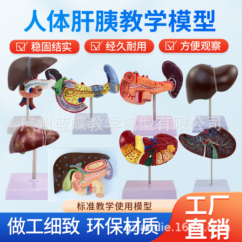 ��ѧ����ε���ʮ��ָ���ṹģ��������ҽѧ�������ٵ��Ҹε�ģ��