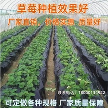 农用黑保温种植大棚塑料薄膜大棚防草除草果树抗老化保湿加厚地膜