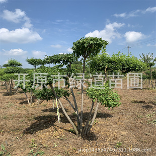 ���~�lì���͘��L���е����~�lì�����|���z��ľС��G�h�lì��