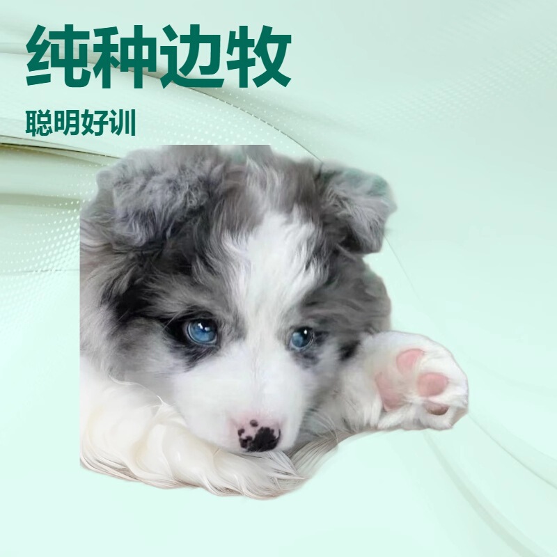 Purebred Border Collie Medium-Sized Guard Dog Working Dog Puppy Live Dog Puppy Border Collie Purebred Dog Pet Dog Purebred Border Collie Medium-Sized Guard Dog Working Dog Puppy Live Dog Puppy Border Collie Purebred Dog Pet Dog