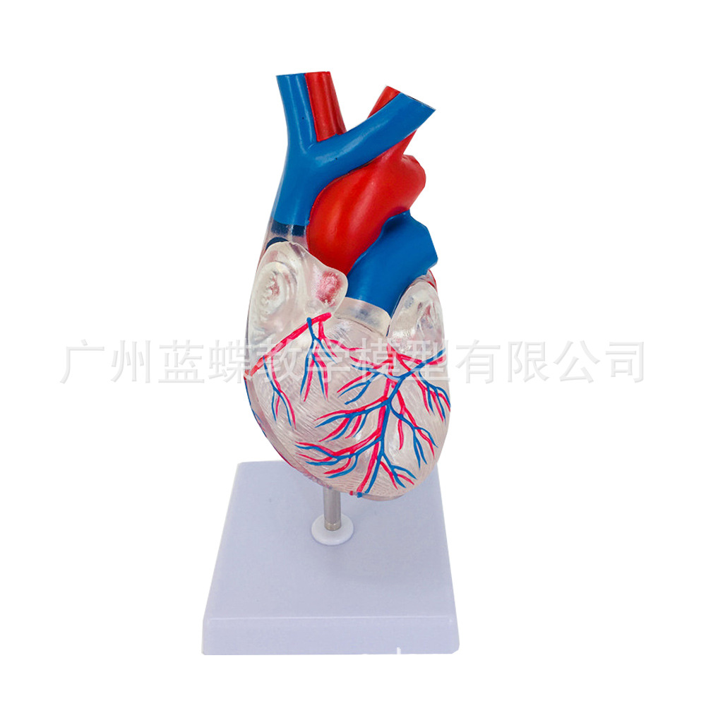 ��Ȼ��͸������ģ�� �����׼�������ģ��B���ʳ��ɲ�жҽѧ��ѧ