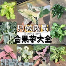 【合果芋大全】盆栽植物室内四季办公室水培吸甲醛红粉佳人绿植土