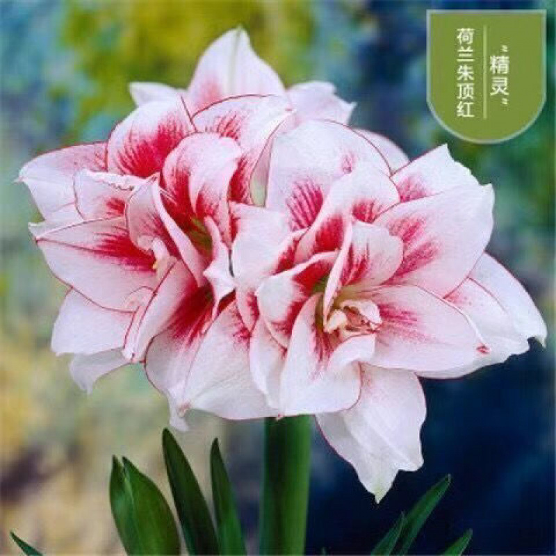 엘프【핫 스타일】