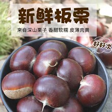 26年云南新鲜板栗孕妇食用板栗仁现摘现发板栗籽批发平台一件代发