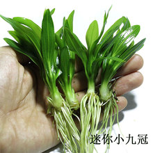 ����С�Ź���ˮ��ˮ�����~���쾰ˮ���~�S�ں��B�׻��к󾰲�