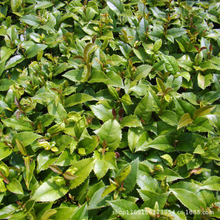 Changsha Xingde Seedlings Supplies High-Quality Osmanthus Sprouts and Small Seedlings for Greening Projects at Reasonable Prices
