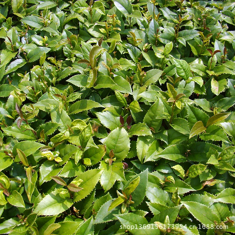 Changsha Xingde Seedlings поставляет высококачественные ростки османтуса и маленькие саженцы для проектов по озеленению по разумным ценам.