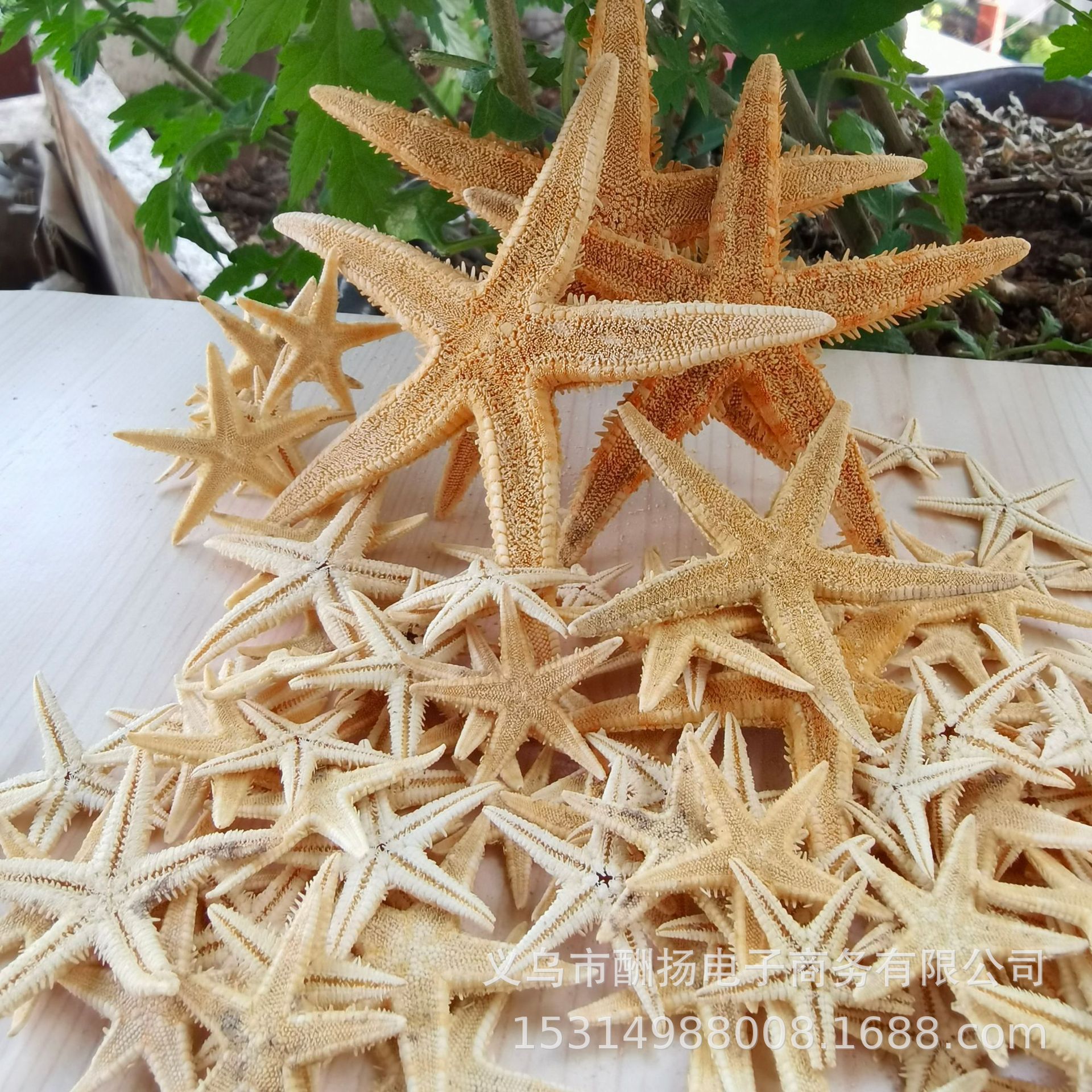 6-10cm flat starfish 1 piece