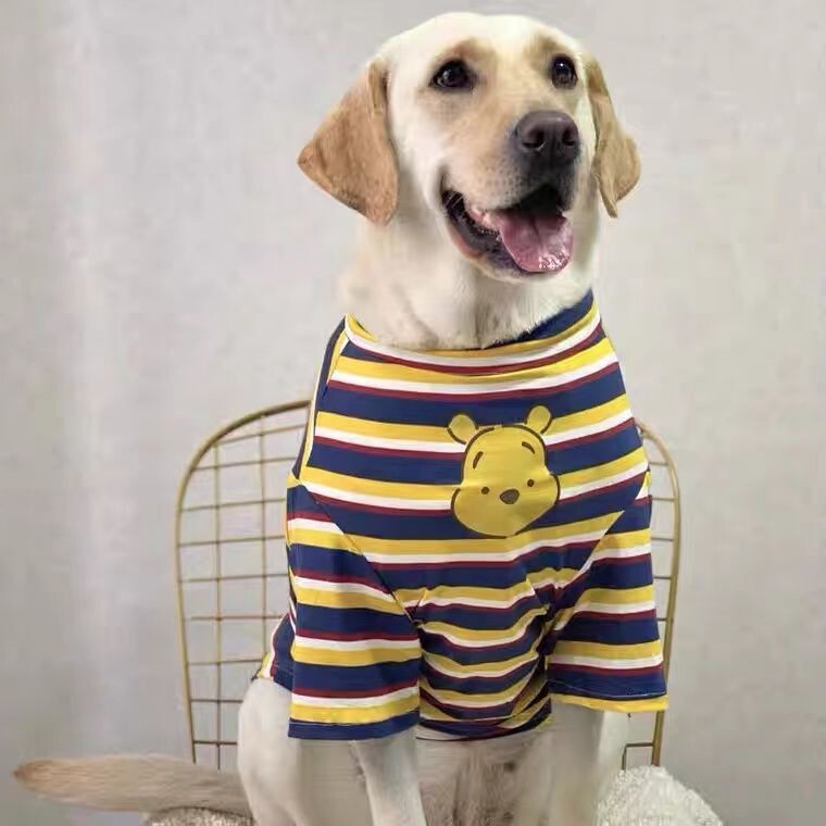 ラブラドールの服の犬は夏に毛を落として服を着ます。|undefined