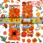 植物压花手工干花材料包