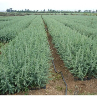 ѩ��������� ���ɘ����Ƥ���� ѩ�ɘ��� ѩ��С���е��G����ľ