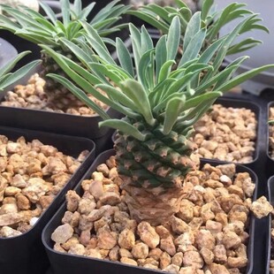Iron Armor Unicorn Single Head Shipped Bare Root Size 3- 5cm Succulent Plant Mainly Looking at the Roots Emeishan