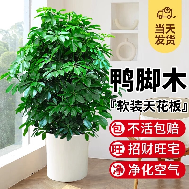 Duck Foot Wood Potted Plant for Living Room, Large Indoor Green Plant, Money-Attracting Plant, Seven-Leaf Lotus, Fortune Tree Duck Foot Wood Potted Plant for Living Room, Large Indoor Green Plant, Money-Attracting Plant, Seven-Leaf Lotus, Fortune Tree