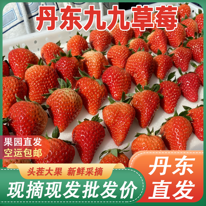 Dandong Jiujiu Strawberry, Authentic Jiujiu Red Strawberry, Direct from the Place of Origin, Fresh Fruit Wholesale, Sweet and Fresh