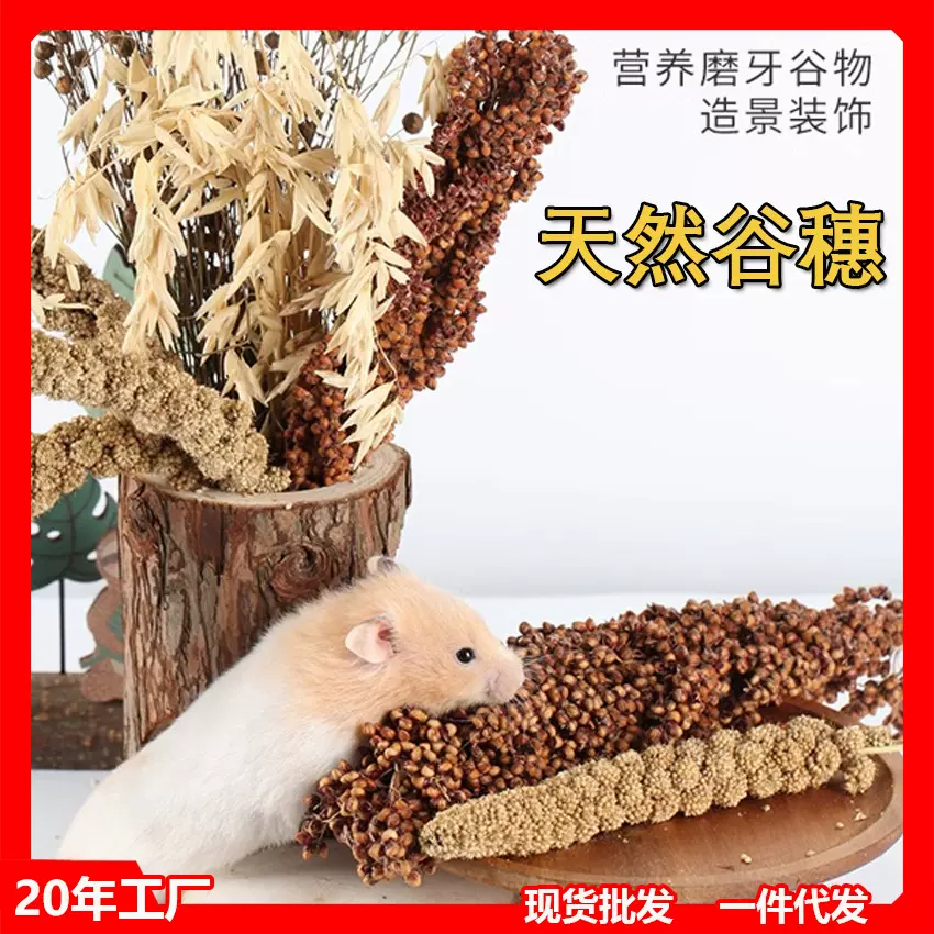新谷穗小米穗天然麦穗仓鼠磨牙零食小宠物笼子造景谷物花草亚麻籽