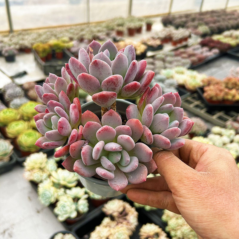 신데렐라 뷰티 풀파일 9cm+