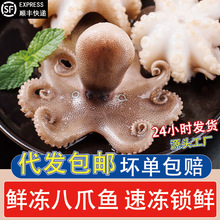 八爪鱼鲜活冷冻迷你小八爪爆头小章鱼速冻去牙去脏海鲜水产批发