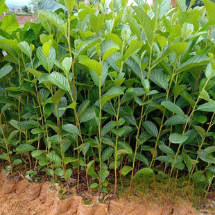 �F؛���� �����罭�Ϙ�ľ�纵���� �G����  ������ľ���l