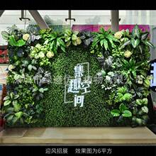 ��ӭ�L��չ������ֲ�1ƽ���|�����w����Gֲ���bGɫ�쾰