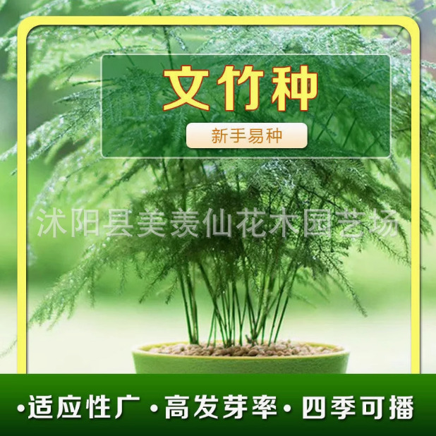 文竹种子四季易活室外阳台庭院花卉盆栽常绿花草植物观叶易种种籽