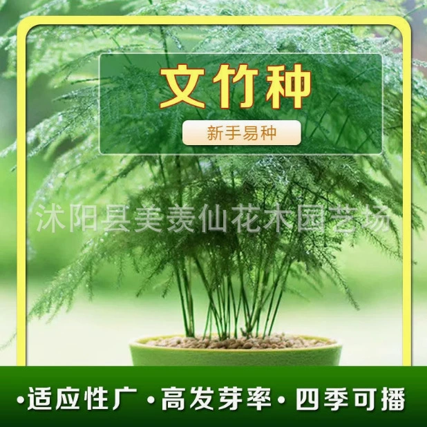 Семена спаржи легко выращивать в любое время года, на открытых балконах, в цветочных горшках во дворе, в вечнозеленых цветах и растениях, легко выращиваемых семенах для листвы.