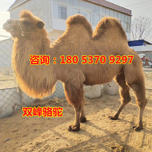 支持回收骆驼动物租赁 双峰骆驼多少钱一头 骆驼养殖场