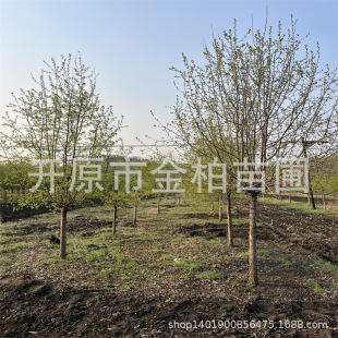 �t�~ɽ�������Ա���|���ͺ��G�h��ľСԺ���^�е��䅲��ɽ������