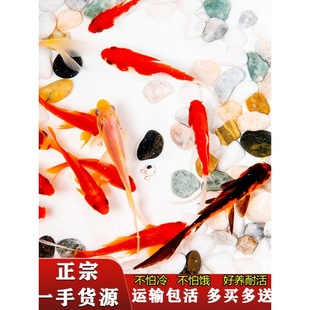 Grass Goldfish Live Fish Koi Fry Ornamental Fish Freshwater Fish Cold Water Fish Small Resistant Live Small Goldfish Red Grass Gold
