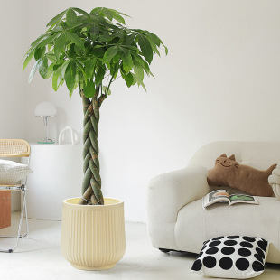 �羳������̖������մ��Q�y���ͼ٘������b��贵��һ�w����