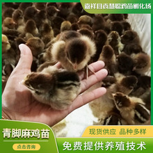 山東養殖廠出售快大型青腳麻公雞雞苗 青腳麻雞苗 青腳麻雞肉雞苗