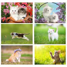 小猫海报画猫咪海报图片招财猫可爱喵星人宠物萌宠猫海不干胶贴纸